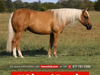 Horse (M), Quarter Horse — photo 1