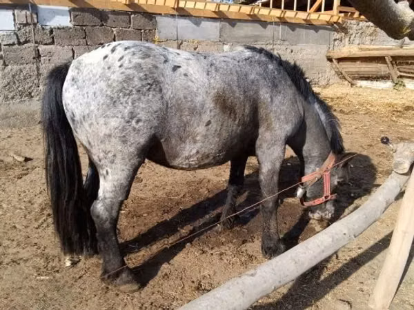 公马, Appaloosa