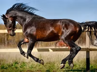 马匹（批次，未指定性别）, New Altai Horse — 照片 2