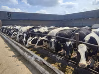 गाय, गोलस्टीन नस्ल — फ़ोटो 8