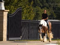 Cheval, Pinto horses — photo 7