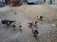 gallina danesa — foto 1