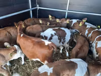 सांड, Simmental cattle — फ़ोटो 2