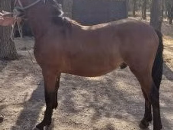 Horse (M), Horses