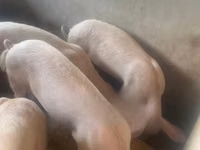 सूअर (लॉट, लिंग निर्दिष्ट नहीं) — फ़ोटो 2