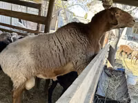 Ram, Arashan sheep — photo 3