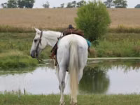 Cheval, Quarter Horse — photo 4