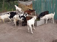 Billy Goat, Pomellata goat — photo 4