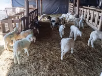 母羊, Awassi sheep — 照片 2