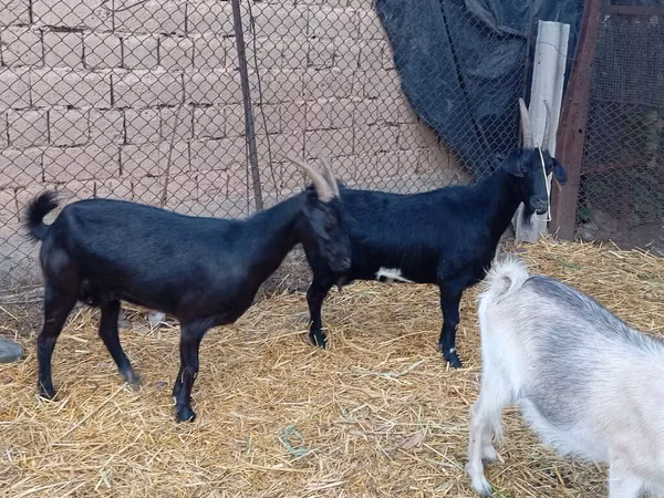 Billy Goat, Saanen goat