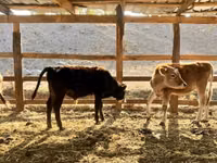 Taureau, Swiss cattle — photo 2