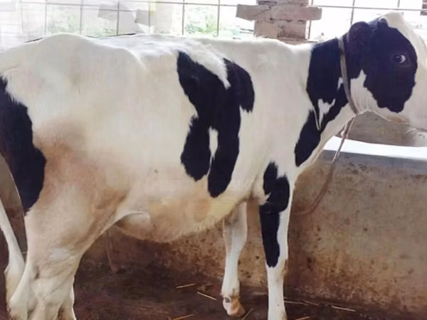 Kuh, Holstein-Rasse