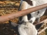 गाय, Simmental cattle — फ़ोटो 2