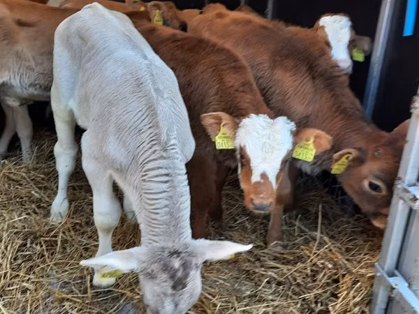 公牛, Limousin cow