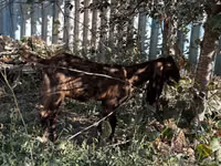 Goat, Kamori goats — photo 4