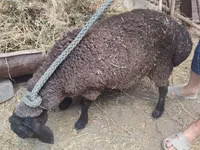 Schaf, Saryarka sheep — Foto 1