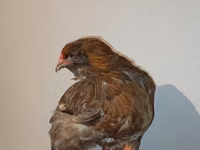 Chickens — फ़ोटो 2