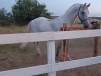 Mare, Orlov Trotter — photo 2