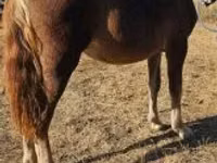Mare, Horses — photo 5