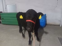 Toro, Aberdeen-Angus — foto 7