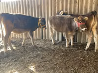 بقرة, Swiss cattle — الصورة 5