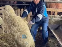 Brebis, Krasnoyarsk sheep — photo 1