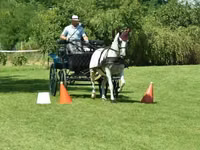 فرس, Lipizzaner — الصورة 4