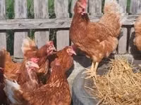 Chickens — 照片 4