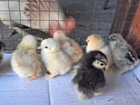 Pekin Bantam — photo 3