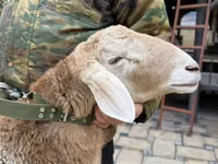 公羊, Sheep — 照片 8