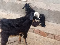 Ziegen (Partie, Geschlecht nicht angegeben), Angora goats — Foto 2