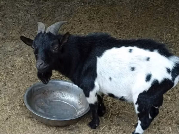 बकरा, Nigerian dwarf goats