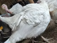 बिग 6 — फ़ोटो 3