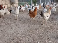 लाकेनवेल्डर — फ़ोटो 4