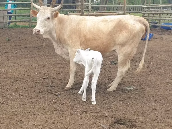 母牛, Simmental cattle