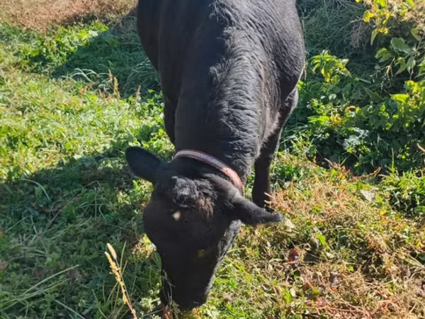 Vache, Aberdeen-Angus