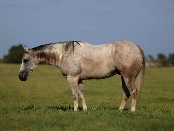 公马, Quarter Horse