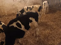Bull, Russian Black pied cattle — photo 1