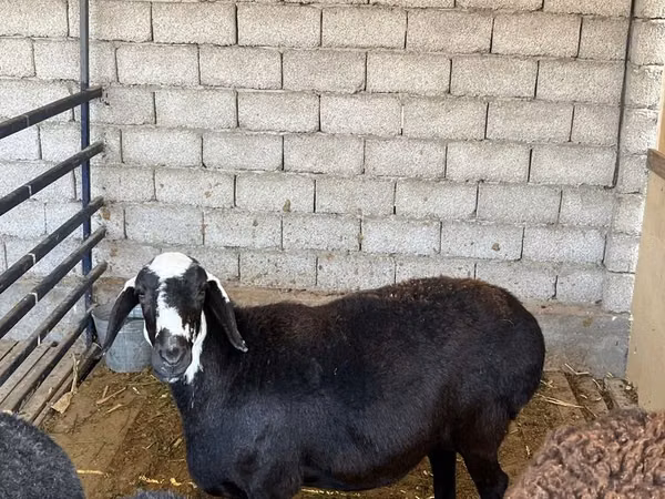 Schaf, Blackheaded Persian sheep