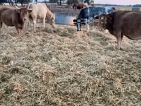 गाय, Simmental cattle — फ़ोटो 2