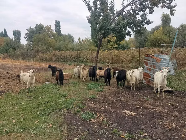 Goat, Alpine goat