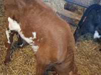 सांड, Simmental cattle — फ़ोटो 2
