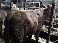 公牛, Cattle — 照片 1
