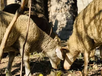Widder, Merinoland sheep — Foto 5