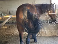 Cheval, Tatar horse — photo 3