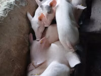 सूअर (लॉट, लिंग निर्दिष्ट नहीं) — फ़ोटो 4