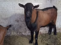 Boucs, Italian Alpine goat — photo 2