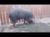 नर सूअर — फ़ोटो 2