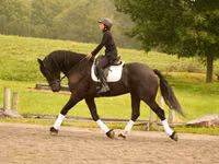 घोड़ा, Friesian — फ़ोटो 5