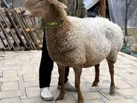 母羊, Awassi sheep — 照片 4